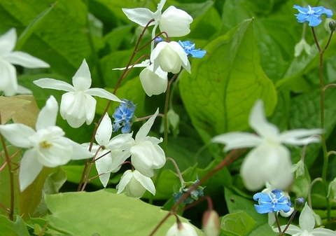 白い花「ヒメイカリソウ」、ブルーの花「オンファロイデス ベルナ」