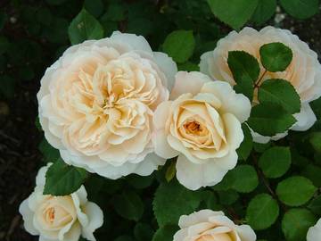  rosa crocus rose _