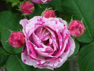  rosa ferdinand pichard_